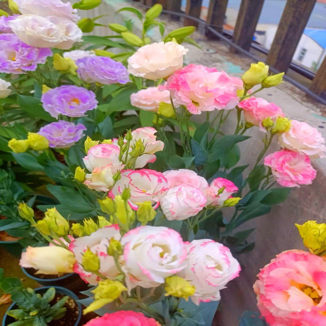 【Fleurs en hiver】Graines de lisianthus de qualité