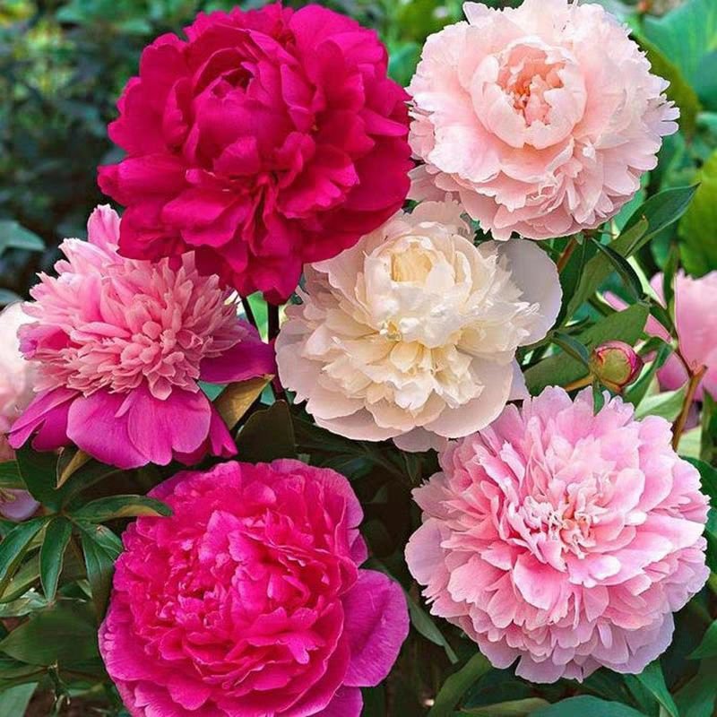 Fresh peony seeds