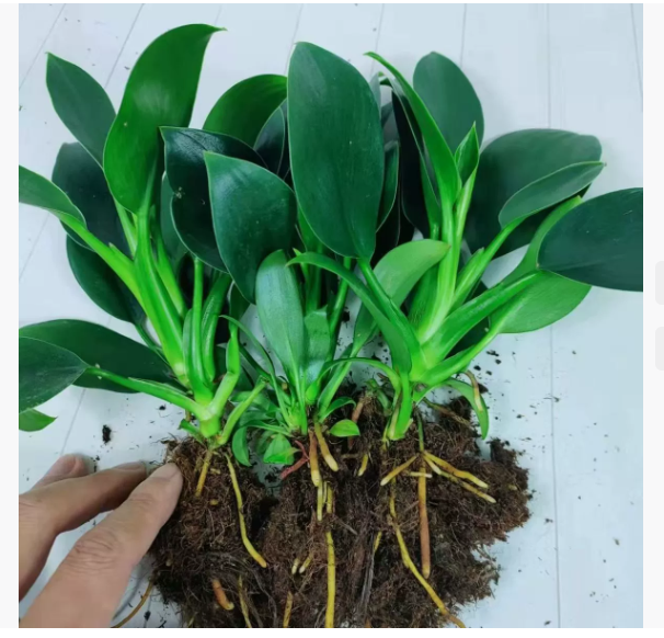 Green Princess Foliage Potted Plant