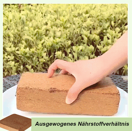 [Organischer natürlicher Kokosnuss-Ziegel]Grüner Pflanzennährboden