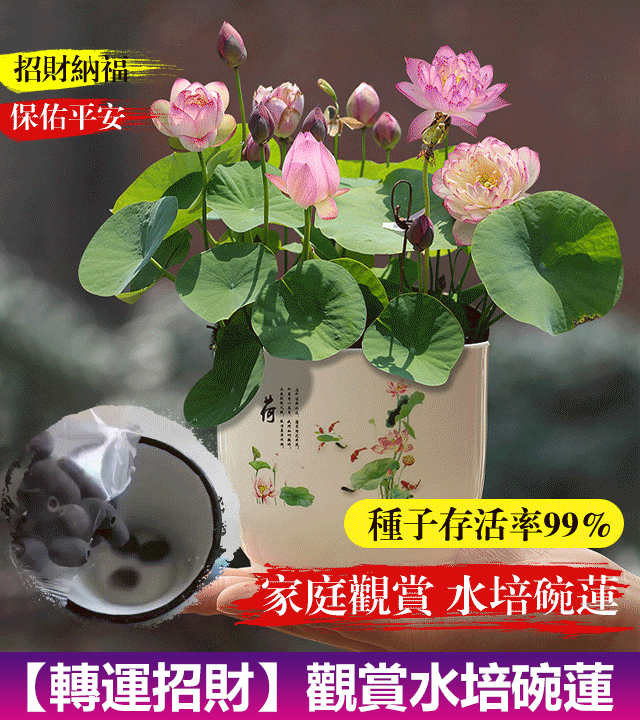 【轉運招財】觀賞水培碗蓮