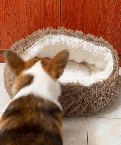 宠物窝_22.gif